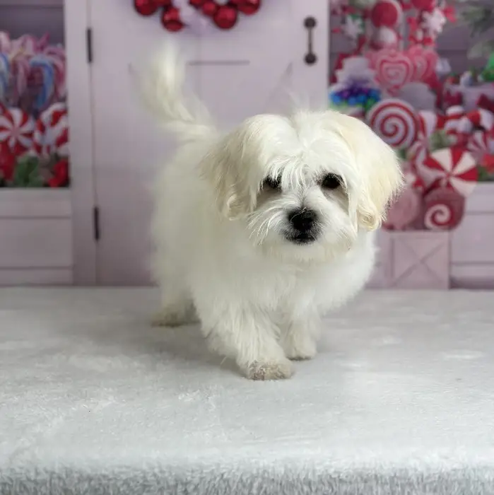 Male Shih-Chon Puppy for Sale in Schererville, IN