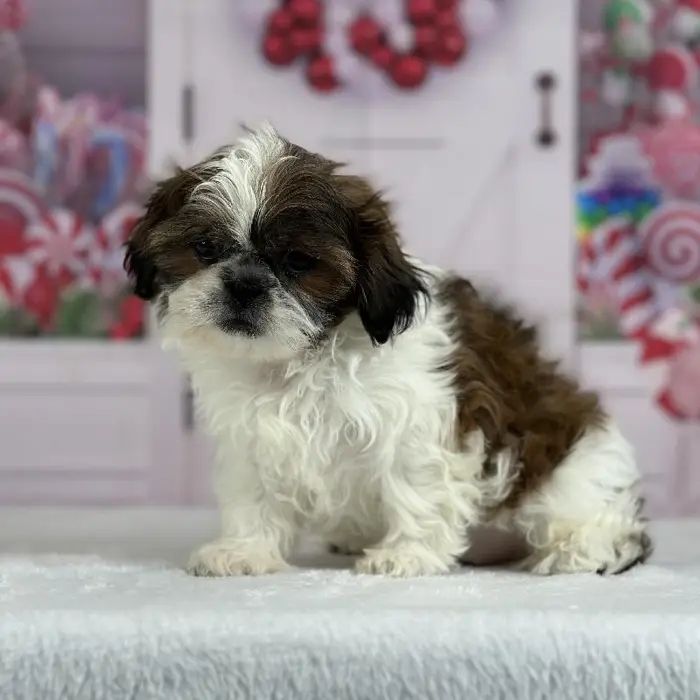 Female Shih Tzu Puppy for Sale in Indianapolis, IN