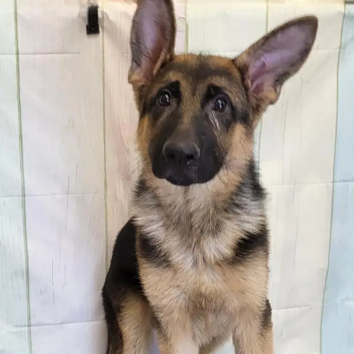 Male German Shepherd Puppy for Sale in Schererville, IN