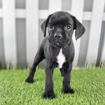 Female Boston Spaniel Puppy for Sale in Schererville, IN