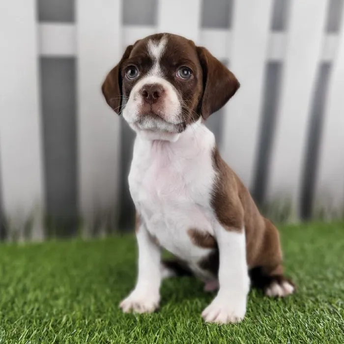 Male Boston Spaniel Puppy for Sale in Schererville, IN
