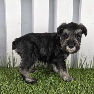 Male Miniature Schnauzer Puppy for Sale in Schererville, IN