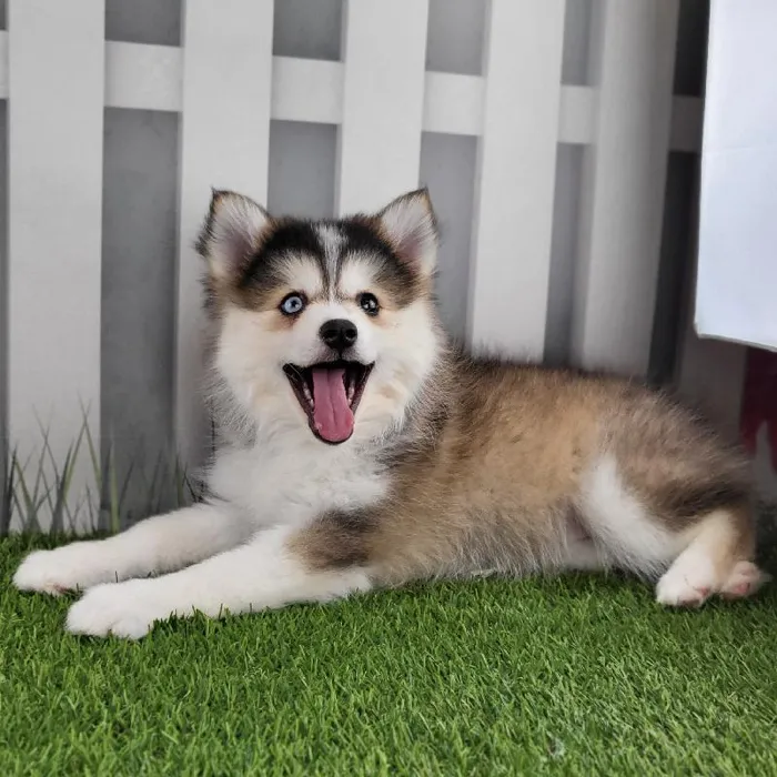 Female Pomsky Puppy for Sale in Schererville, IN