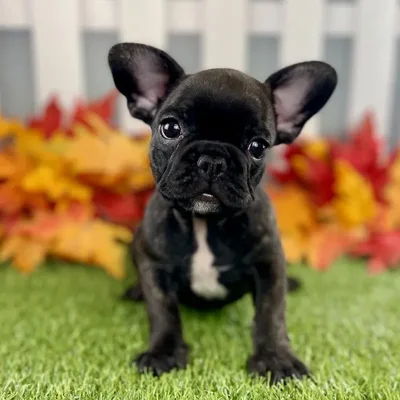 Male French Bulldog Puppy for Sale in Schererville, IN