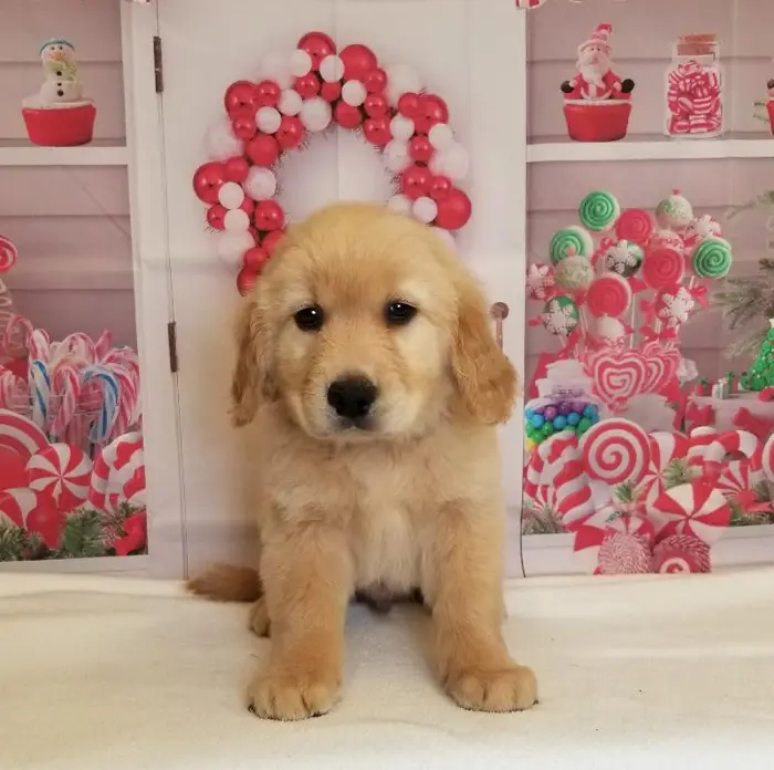 Male Golden Retriever Puppy for Sale in Schererville, IN
