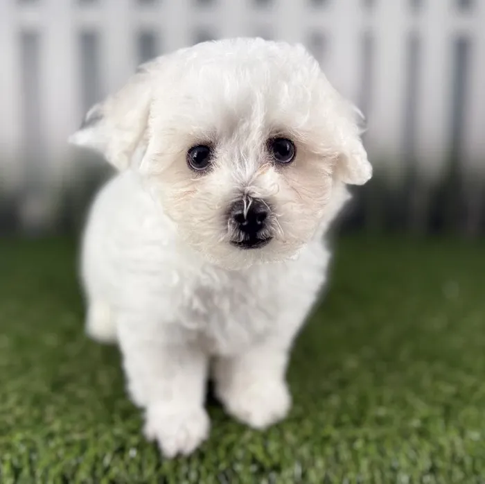 Male Bichon Frise Puppy for Sale in Indianapolis, IN