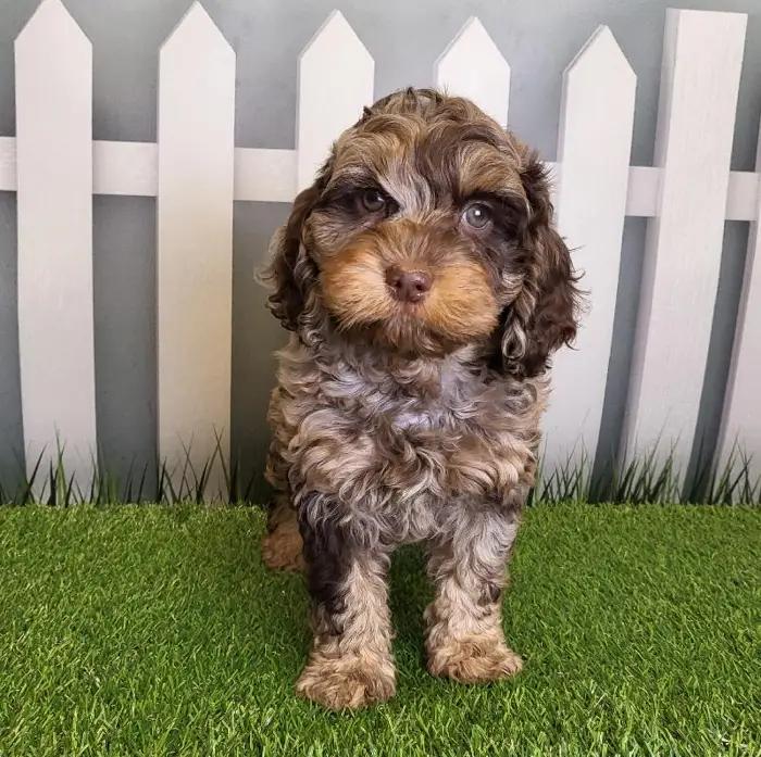 Male Cockapoo Puppy for Sale in Schererville, IN