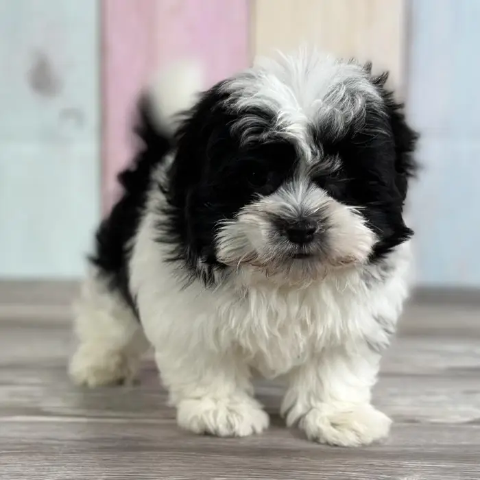 Female Havanese Puppy for Sale in Indianapolis, IN