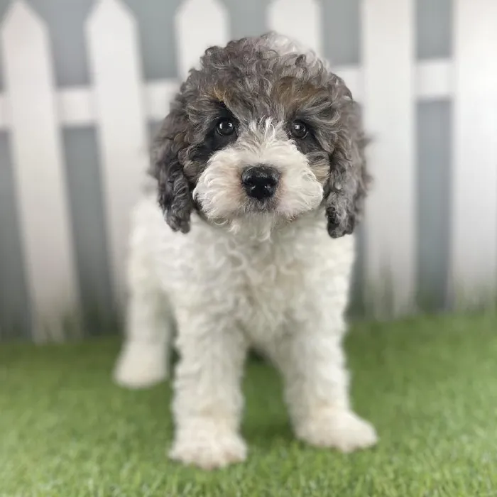 Female Miniature Bernedoodle Puppy for Sale in Schererville, IN