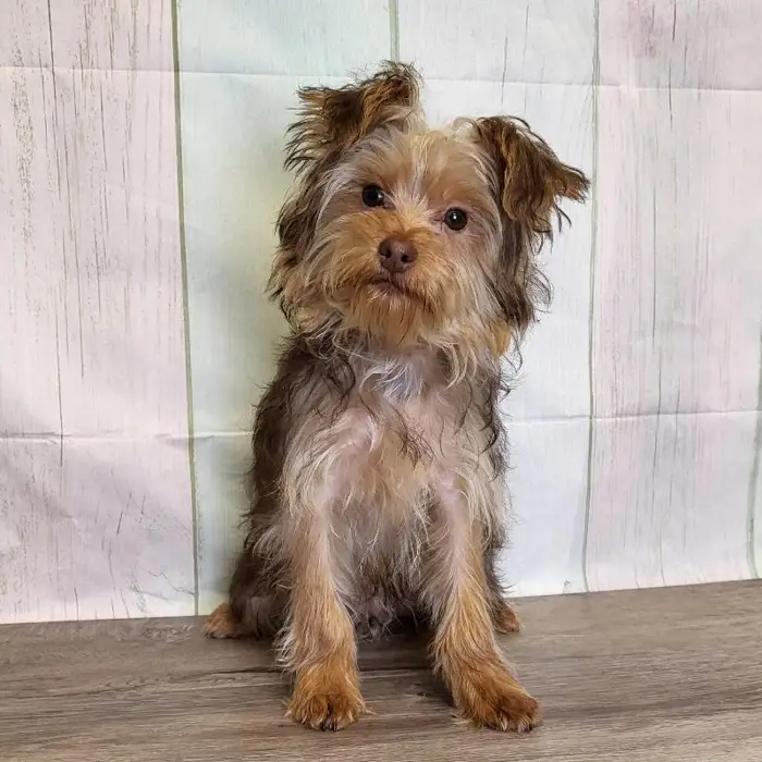Male Yorkshire Terrier Puppy for Sale in Schererville, IN