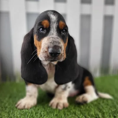 Male Basset Hound Puppy for Sale in Schererville, IN