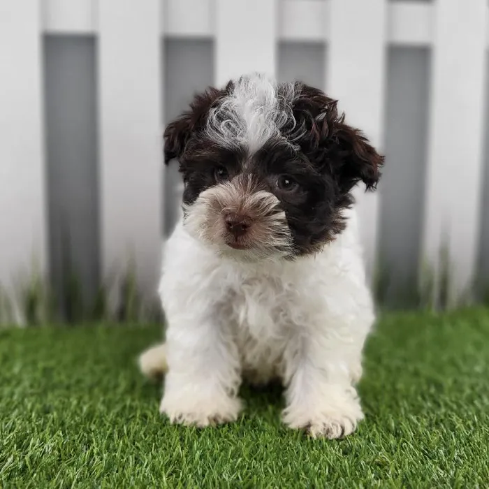 Male Havanese Puppy for Sale in Schererville, IN