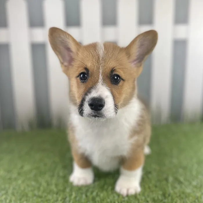Female Pembroke Welsh Corgi Puppy for Sale in Schererville, IN