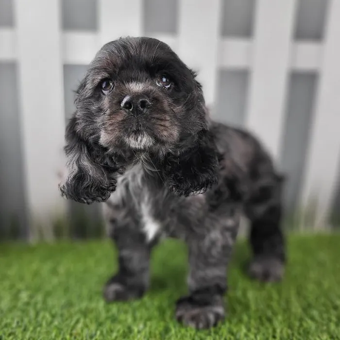 Female Cocker Spaniel Puppy for Sale in Schererville, IN