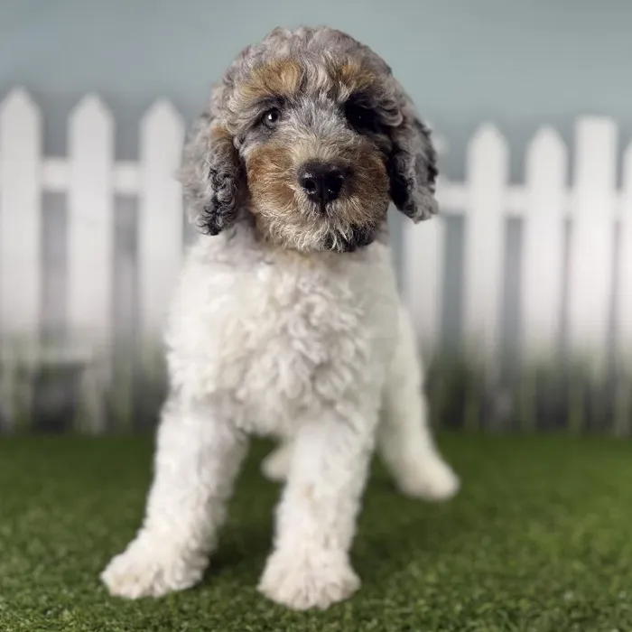 Male Miniature Aussiedoodle Puppy for Sale in Indianapolis, IN