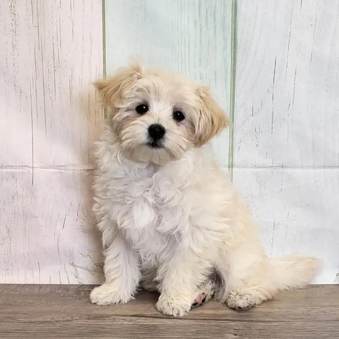 Female Maltipoo Puppy for Sale in Schererville, IN