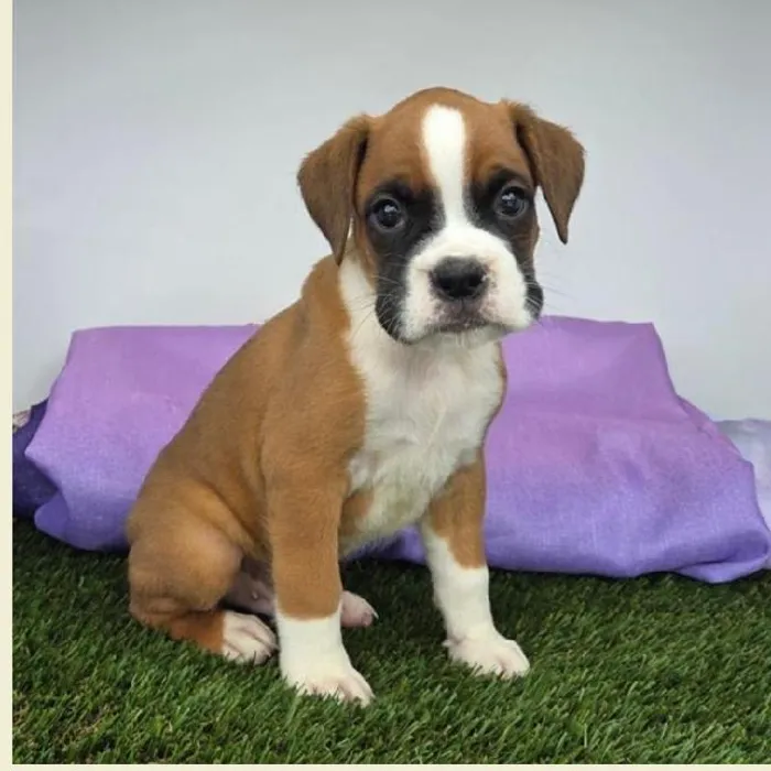 Male Boxer Puppy for Sale in Schererville, IN