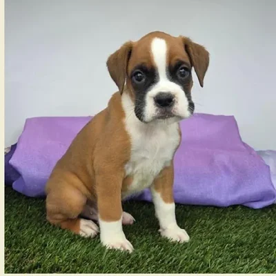 Male Boxer Puppy for Sale in Schererville, IN