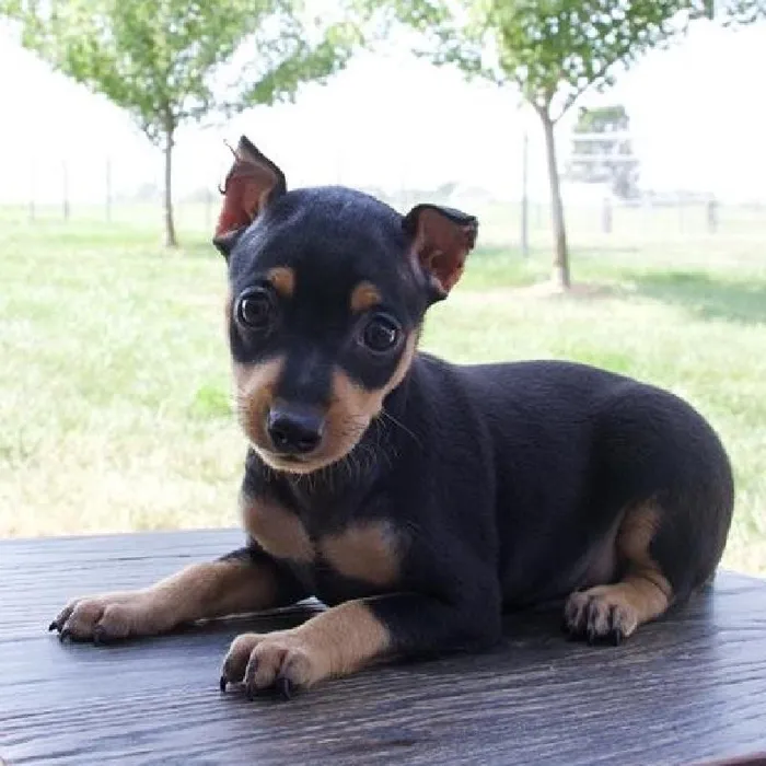 Male Miniature Pinscher Puppy for Sale in Schererville, IN