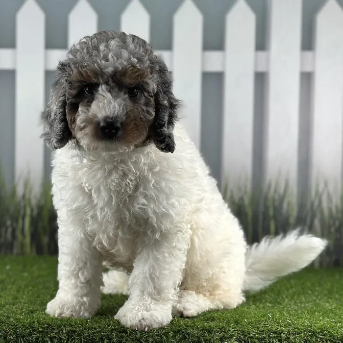 Male Miniature Bernedoodle Puppy for Sale in Schererville, IN