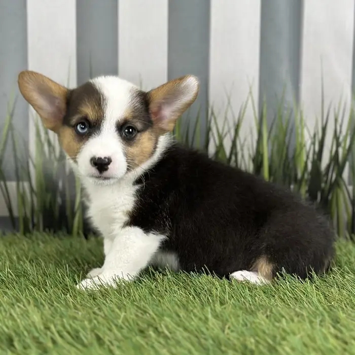 Female Pembroke Welsh Corgi Puppy for Sale in Schererville, IN
