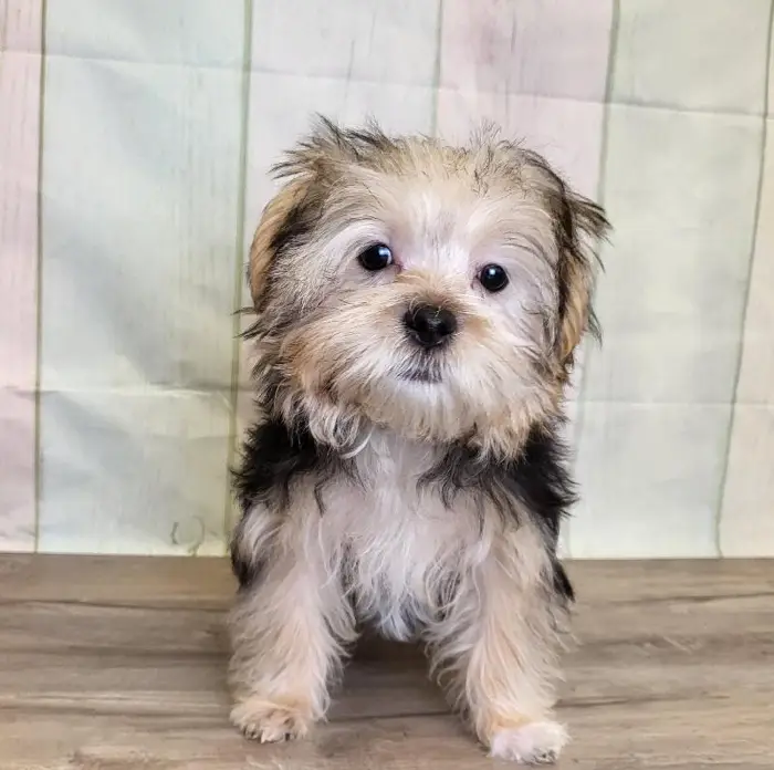 Female Morkie Puppy for Sale in Indianapolis, IN