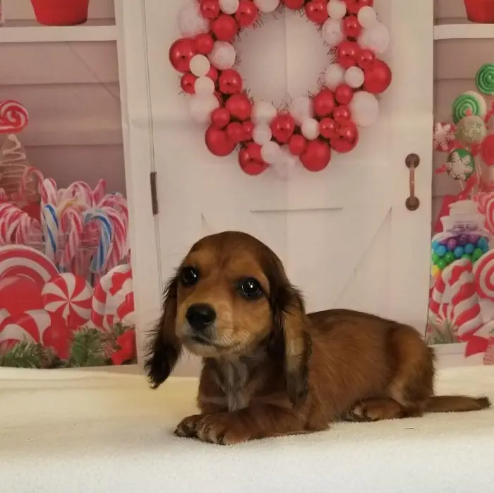 Female Miniature Dachshund Puppy for Sale in Schererville, IN