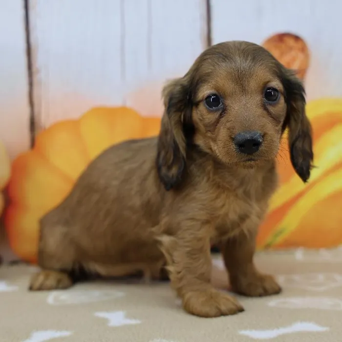 Female Miniature Dachshund Puppy for Sale in Indianapolis, IN