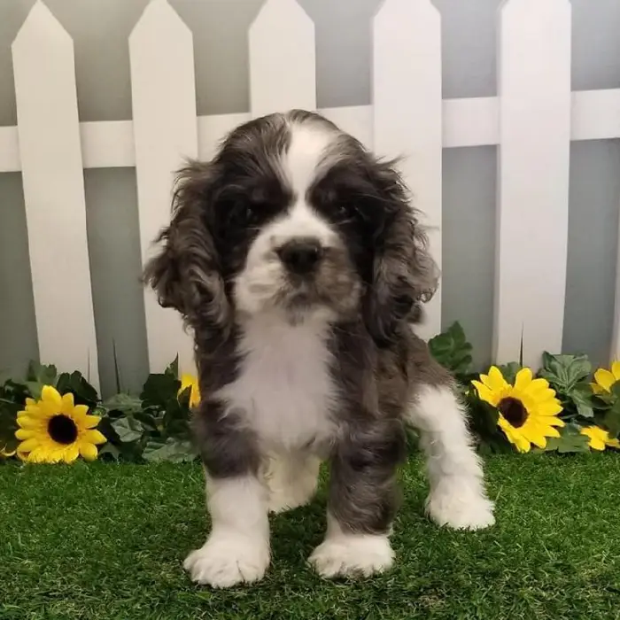 Male Cocker Spaniel Puppy for Sale in Schererville, IN
