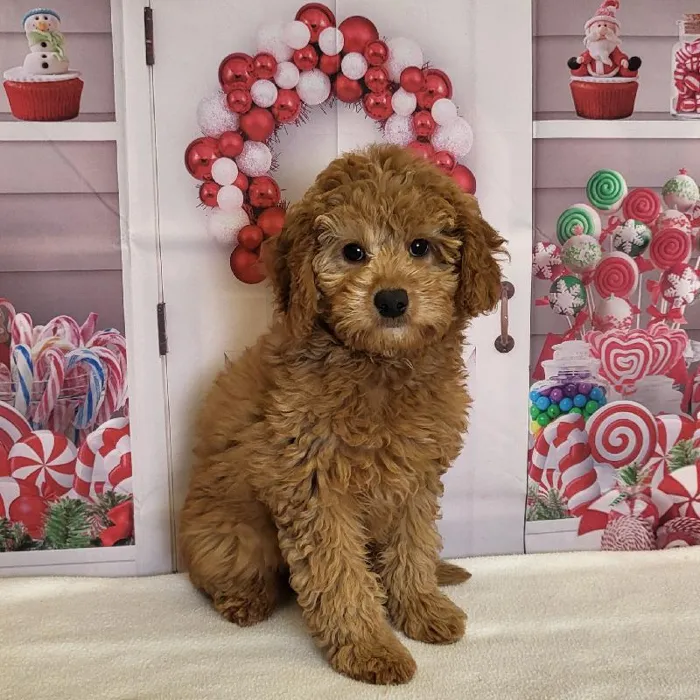Female Medium Goldendoodle Puppy for Sale in Schererville, IN
