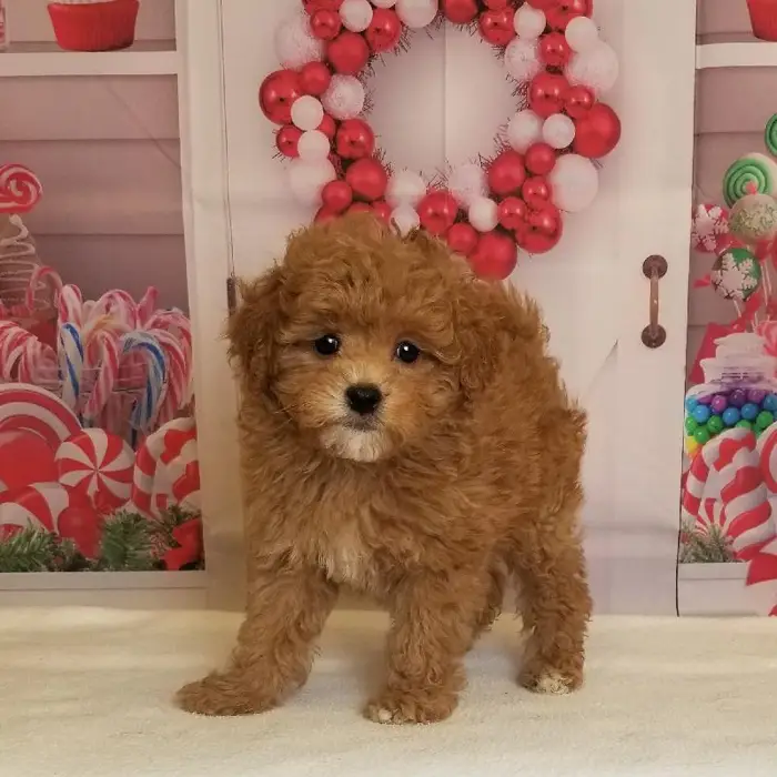 Female Peekapoo Puppy for Sale in Schererville, IN