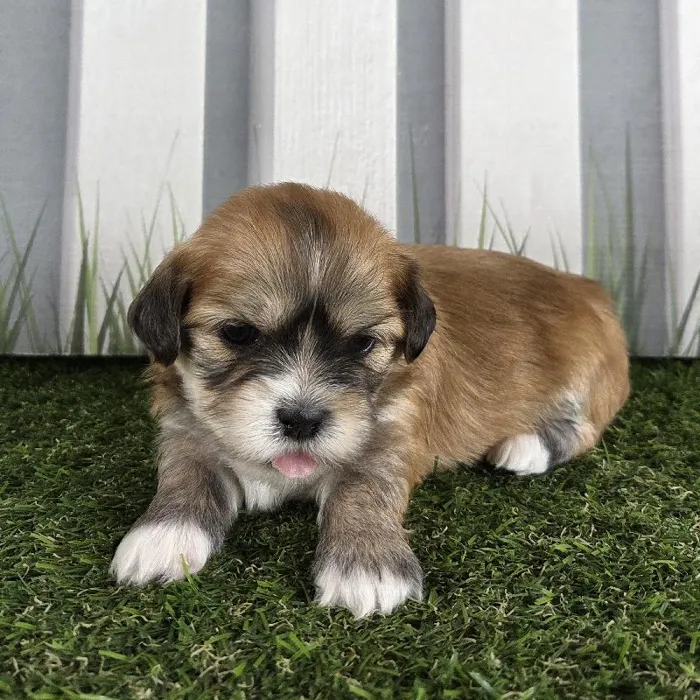 Male Lhasa Apso Puppy for Sale in Schererville, IN