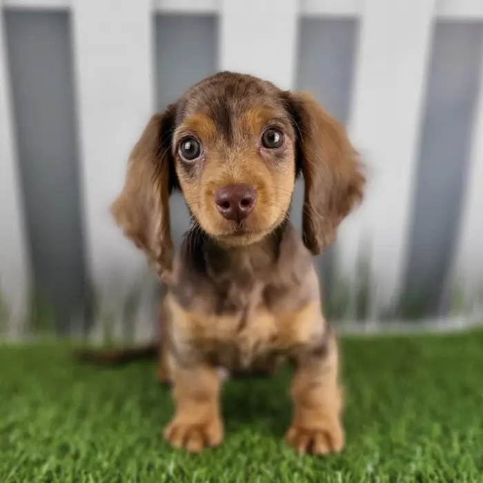Male Miniature Dachshund Puppy for Sale in Schererville, IN