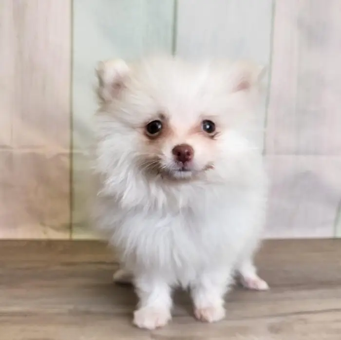 Male Pomeranian Puppy for Sale in Schererville, IN