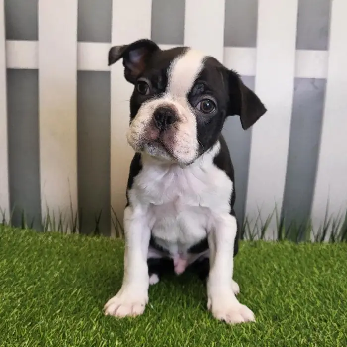 Male Boston Terrier Puppy for Sale in Schererville, IN