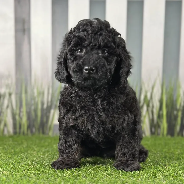Male Toy Poodle Puppy for Sale in Indianapolis, IN