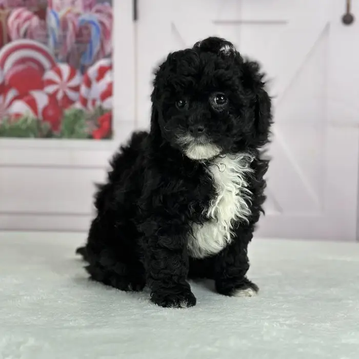 Female Peekapoo Puppy for Sale in Indianapolis, IN