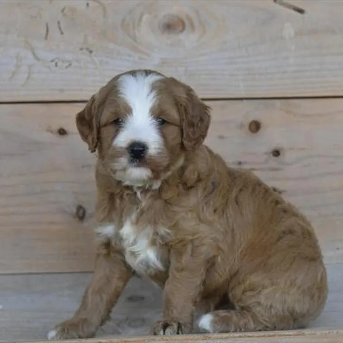Female Miniature Goldendoodle Puppy for Sale in Schererville, IN