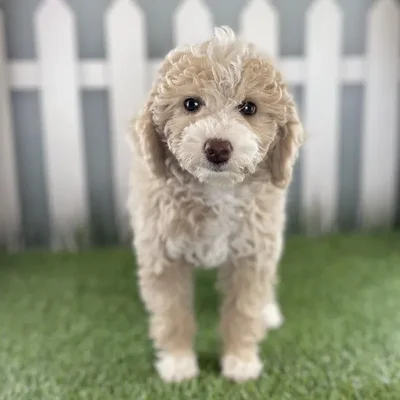 Female Miniature Goldendoodle Puppy for Sale in Schererville, IN