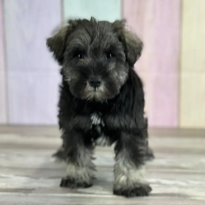 Female Miniature Schnauzer Puppy for Sale in Indianapolis, IN