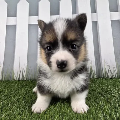 Male Pembroke Welsh Corgi Puppy for Sale in Schererville, IN