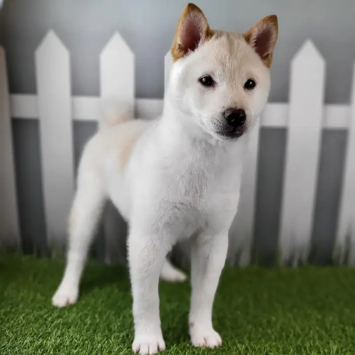 Male Shiba Inu Puppy for Sale in Schererville, IN