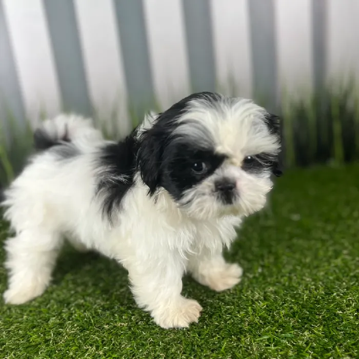 Female Shih Tzu Puppy for Sale in Indianapolis, IN