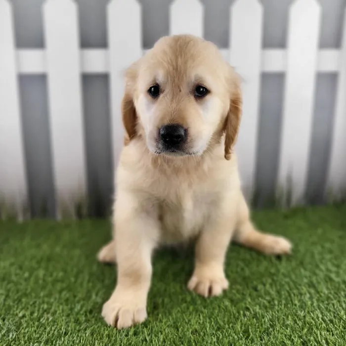 Female Golden Retriever Puppy for Sale in Schererville, IN