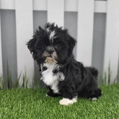 Female Shih Tzu Puppy for Sale in Schererville, IN