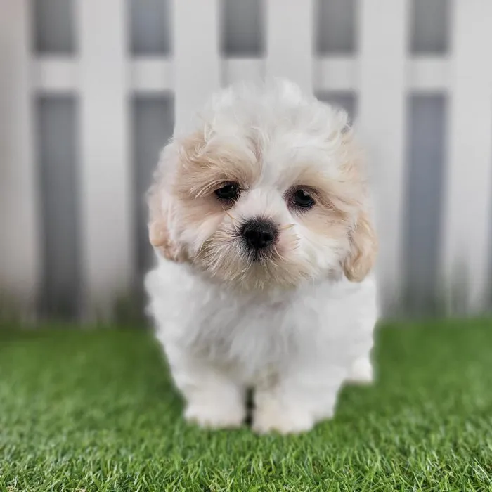 Male ShihPoo Puppy for Sale in Schererville, IN