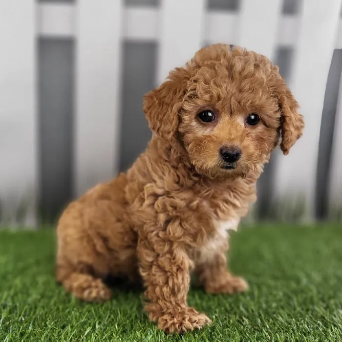 Male Toy Poodle Puppy for Sale in Schererville, IN