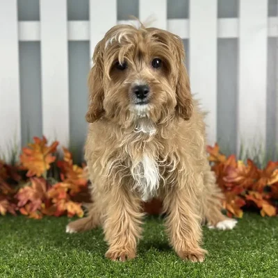 Female Cavapoo Puppy for Sale in Schererville, IN