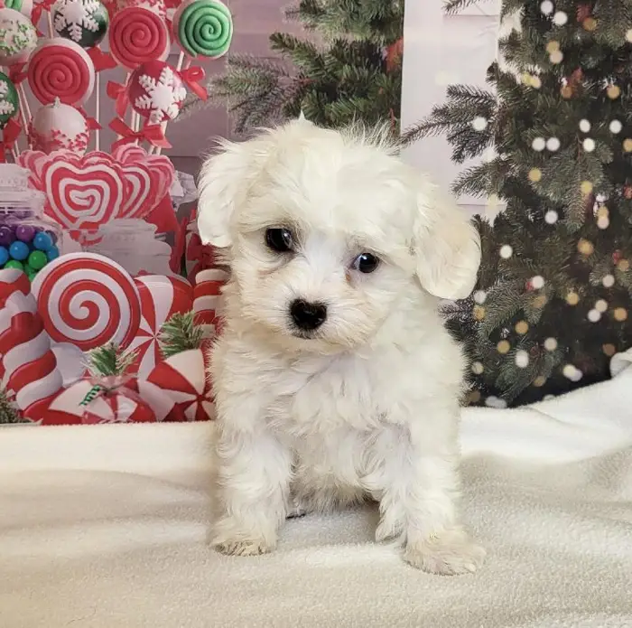Female Coton De Tulear Puppy for Sale in Schererville, IN