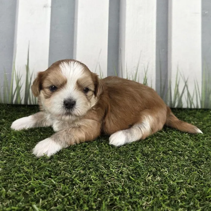 Male Lhasa Apso Puppy for Sale in Schererville, IN